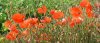 SDC11240poppy.jpg