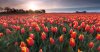 02-Nederland-tulpenvelden.jpg