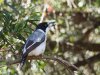 Butcherbird.jpg