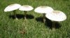 mushrooms.JPG