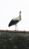 White Stork 2 2.jpg