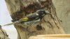 N H Honeyeater.jpg