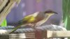 Singing Honeyeater.jpg