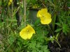 Welsh poppies 002.JPG