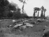 1940 dead horses.jpg
