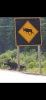moose crossing.jpg