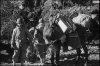 Mules aquafondata jan 44.jpg