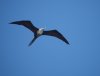 P2201503_Frigatebird.JPG
