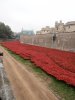 Tower of London Remembrance (23).JPG