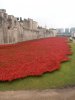 Tower of London Remembrance (25).JPG