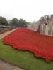 Tower of London Remembrance (27).JPG