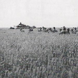 8th Royal Scots. Advancing through a Cornfield with Churchill tanks 7RTR.