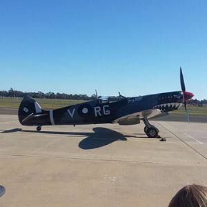 Temora museum grey nose Spit