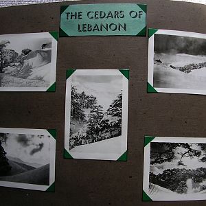 The Cedars of Lebanon.