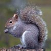grey_squirrel.jpg