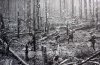 Moyland-woods_Reichswald-wwII1.jpg