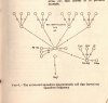 Armd Sqn net 1952 (2).jpg