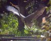 Heron_on_pond_small.jpg