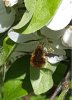 Dotted Bee fly.jpg