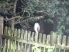 Male Sparrowhawk sitting in the rain. 070123.jpg