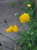 2nd coming Welsh poppies.jpg