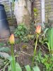 Tulips turning colour.jpg