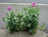 Poppies 3.JPG