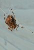 Incey Wincey 4.jpg