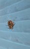 Incey Wincey 2.jpg
