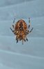 Incey Wincey 1.jpg