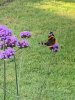 IMG_7343.jpeg