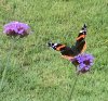 IMG_7345.jpeg