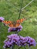IMG_3504.jpeg