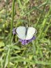 IMG_3529.jpeg