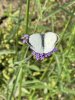 IMG_3526.jpeg
