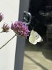 IMG_3530.jpeg