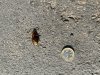 upload_2024-9-19_18-11-36.jpeg