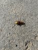 upload_2024-9-19_18-13-33.jpeg