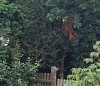 Grey Squirrel.jpg