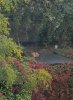 Sleeping fox on a roof.jpg