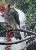 Goshawk 141024.jpg
