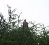 Goshawk 260620.JPG