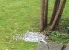 All that remains of said pigeon.jpg