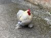 Chicken.JPEG