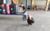 ChickenGroundStaff.jpg