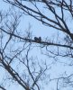 Pigeons Thursday.jpeg