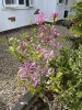 IMG_9985.jpeg