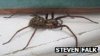 _69817347_largehousespider.jpg