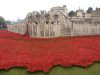 Tower of London Remembrance (30) (Large).JPG