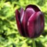 tulip